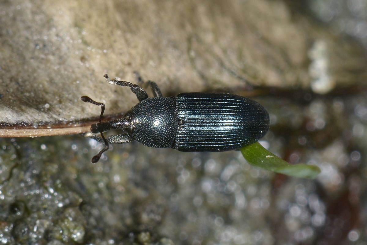 Curculionide da id. - Aulacobaris picicornis